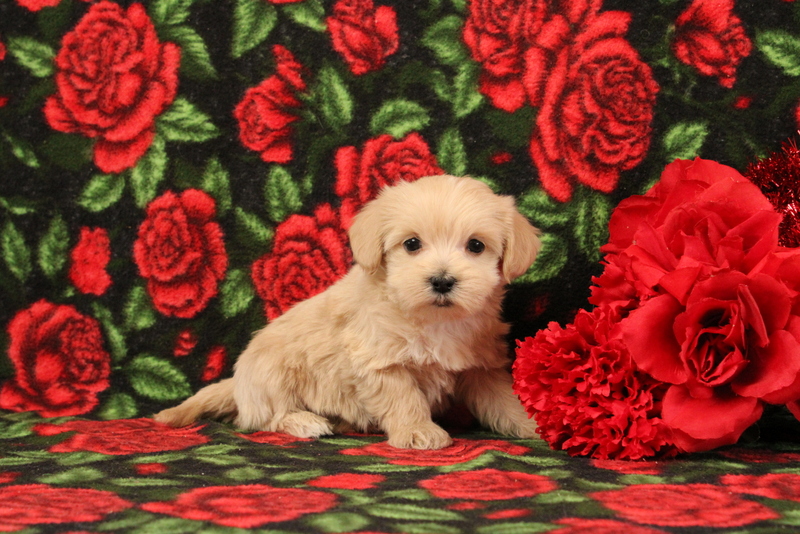 puppy, for, sale, Pomsky, Matthew B. Stoltzfus, dog, breeder, Gap, PA, dog-breeder, puppy-for-sale, forsale, nearby, find, puppyfind, locator, puppylocator, aca